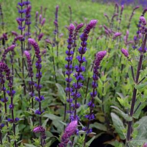 Salvia nemorosa 'Caradonna' ---